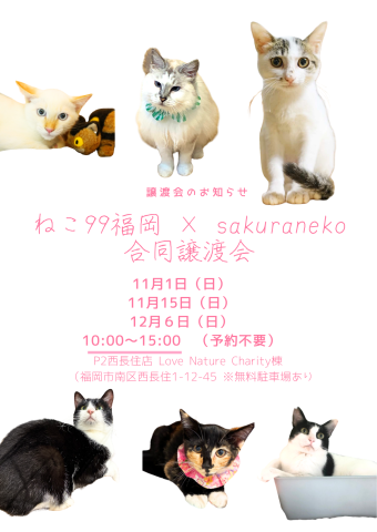 ねこ99福岡 × sakuraneko 合同譲渡会