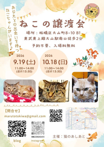 ねこの譲渡会