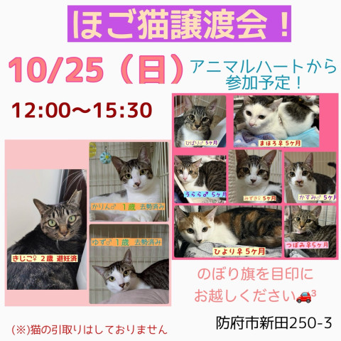 保護ねこ譲渡会
