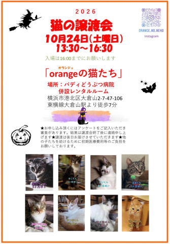 orangeの猫たちin横浜大倉山