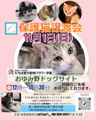 保護猫譲渡会Cat'seye