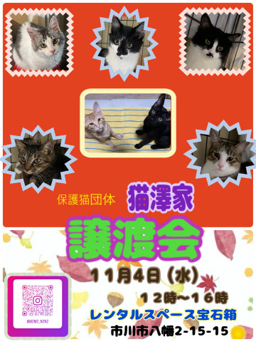市川市保護猫団体　猫澤家