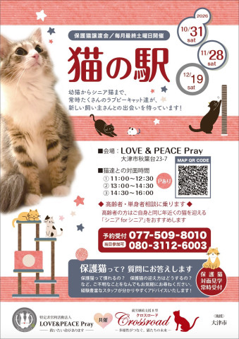 「猫の駅」保護猫譲渡会