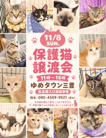 保護猫譲渡会