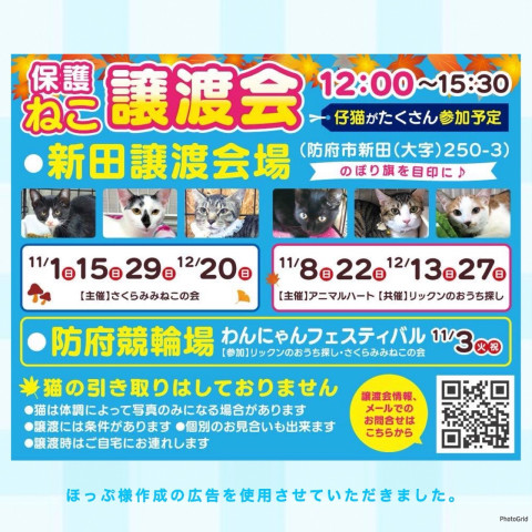 保護ねこ譲渡会