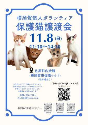 横須賀個人ボランティア保護猫譲渡会