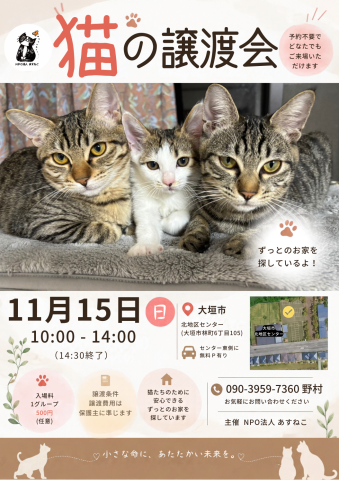 猫の譲渡会を開催します