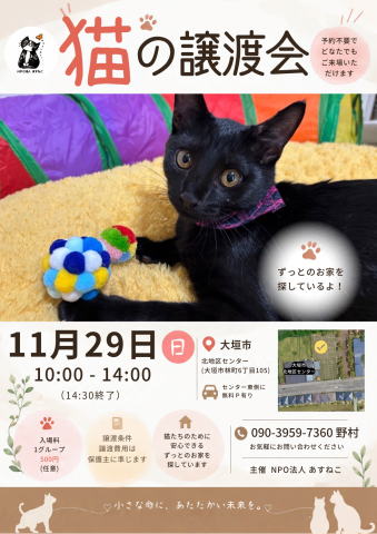 猫の譲渡会を開催します