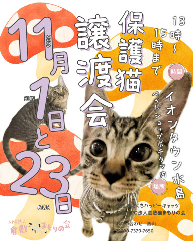 保護猫譲渡会（予約不要）