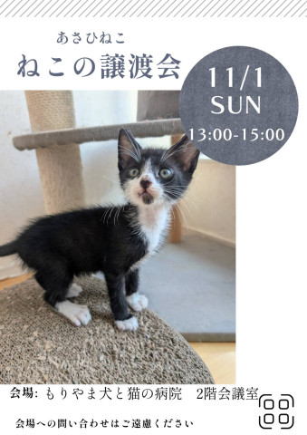 ねこの譲渡会inもりやま犬と猫の病院