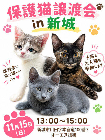 保護猫譲渡会　in愛知県新城市　子猫たくさん！