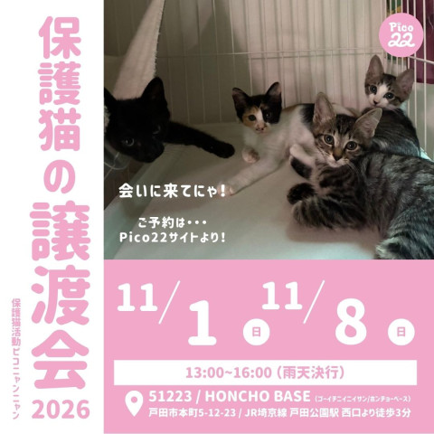 保護猫の譲渡会