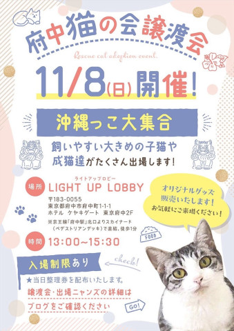 府中猫の会譲渡会
