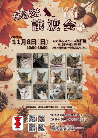 市川市地域猫活動団体ウイング譲渡会
