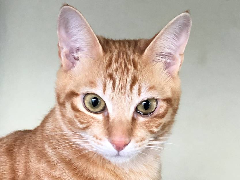 猫 病気 ケガ 眼 片眼だけ涙が出ます ネコジルシ 猫 病気 ケガ 眼 片眼だけ涙が出ます ネコジルシ