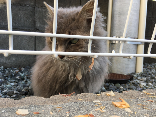 長毛でグレーの迷い猫を保護しました 静岡県富士宮市 ねこ好きたちの掲示板 ネコジルシ