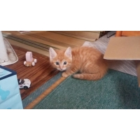 小鞠 （こまり）