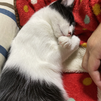 トト 