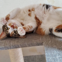 桃娘(とうじょう)