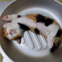 朧月夜(おぼろづくよ)