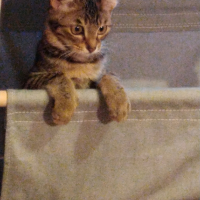 くるみ（うに）