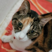 なつこ