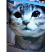 ダル