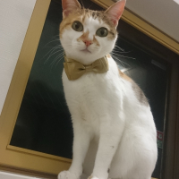 めめ