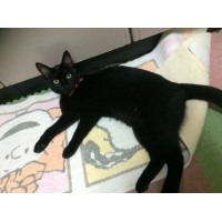 きゃっしー