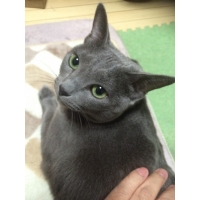 みーこ
