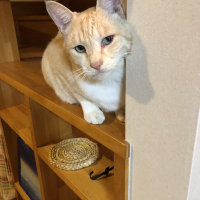 アルファ