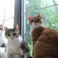 ゆり、めぐ、かず