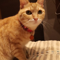 なな