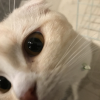 きなこ
