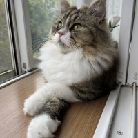 天々（てんてん）