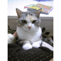 ちょこり