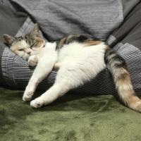 タマヲ