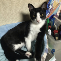 ハチ子