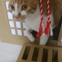 ラテ