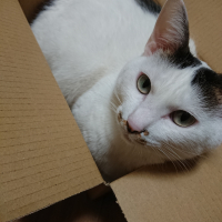 ゆき