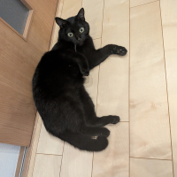 みねこ