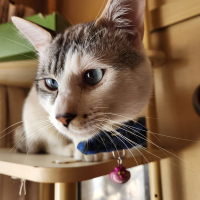 虎太郎