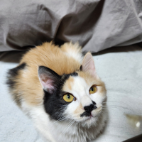 ミケ子