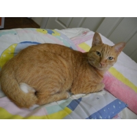 きなこ