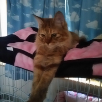 ラオ