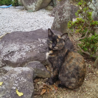 サビちゃん