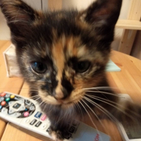 チャッピー
