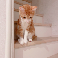 きゃわいちゃん