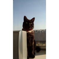 ノエル