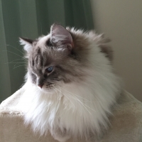 Elle